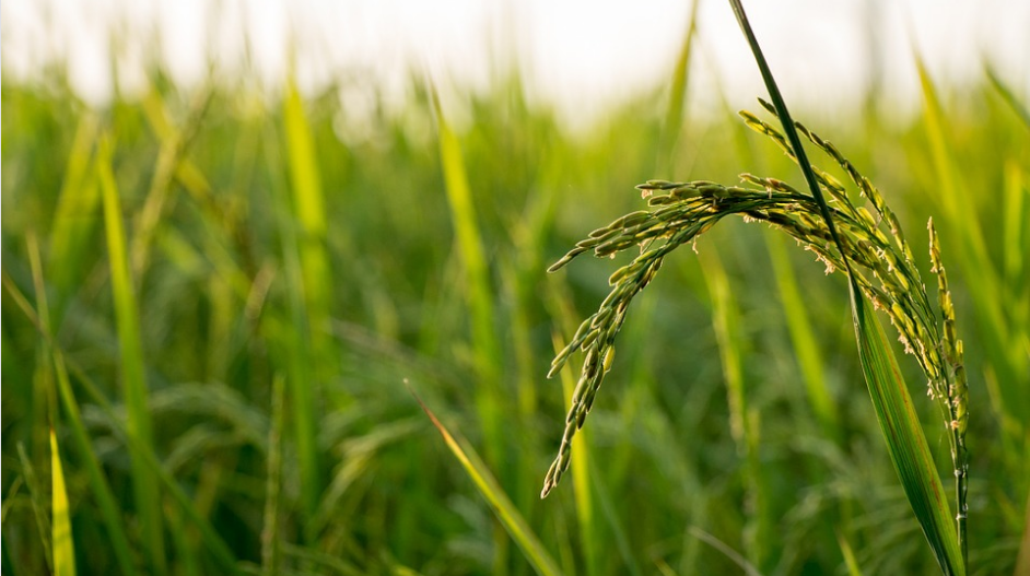 Rice farming, Patience is a virtue